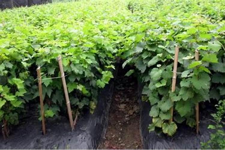 葡萄苗期用什么肥料好？