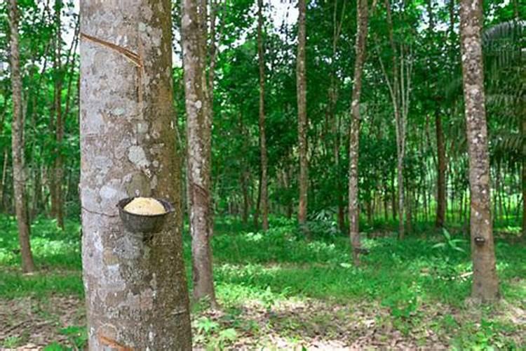 橡胶树的栽培技术