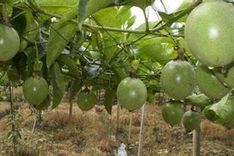 葡萄落花后几天浇水好