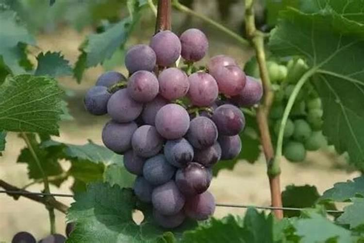 月季喷洒了杀菌剂第二天需要在喷水吗？