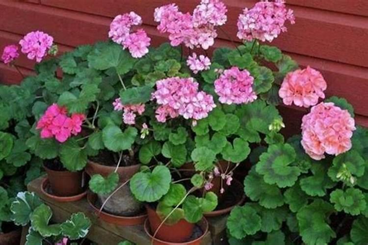 天竺葵的栽培管理
