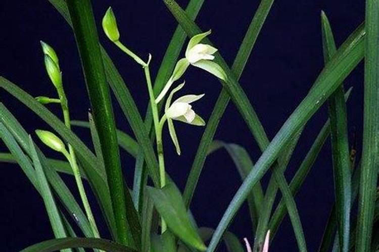 黄果兰花养殖方法