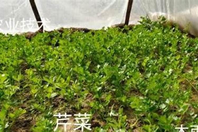 无花果树叶子发黄卷叶怎么办,四个方面教你解决