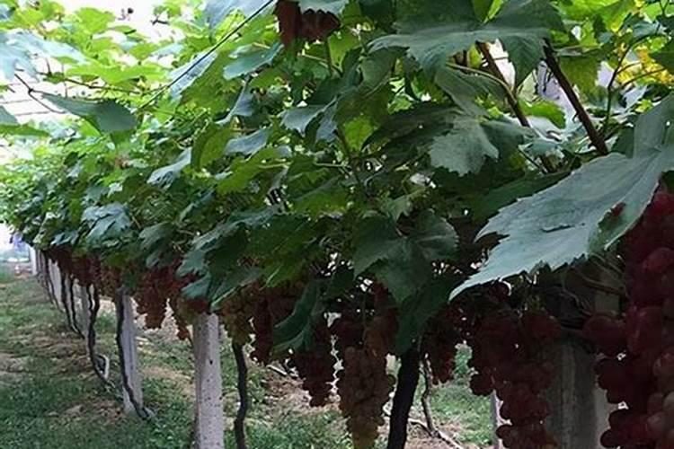 腐植酸水溶肥是什么肥料 腐植酸水溶肥料的作用有哪些