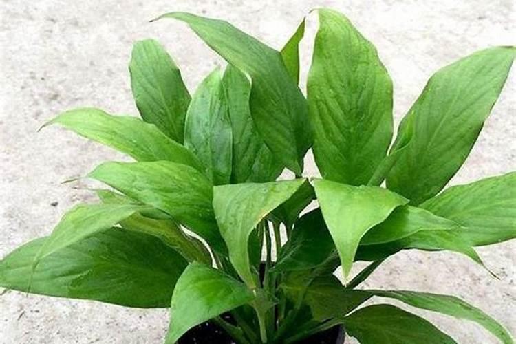 白掌喜欢什么肥料,根据植株需求施不同肥料