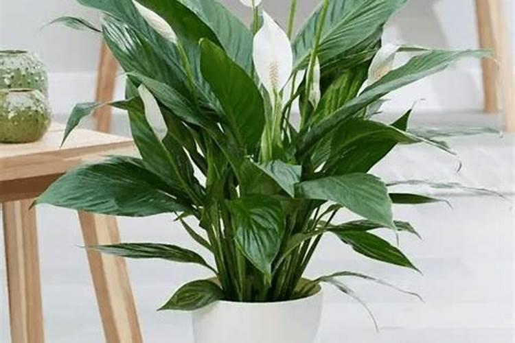 白掌施什么肥开花