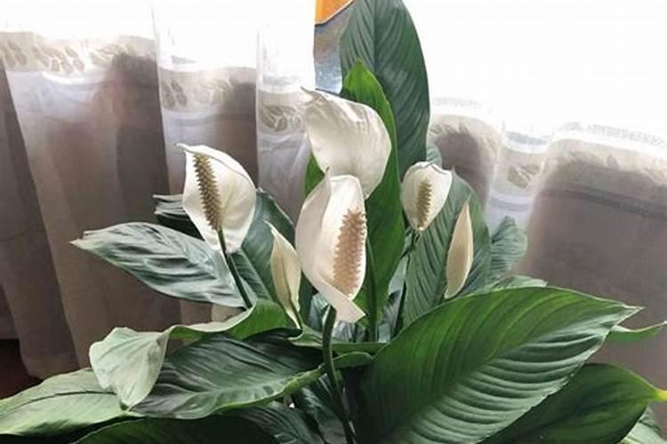 白掌如何养殖长得好 浇水的注意事项有哪些