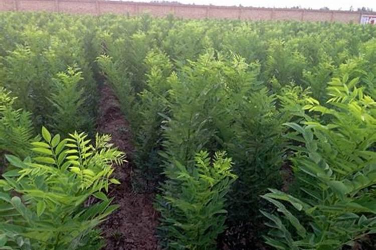 柑橘冬天施什么肥