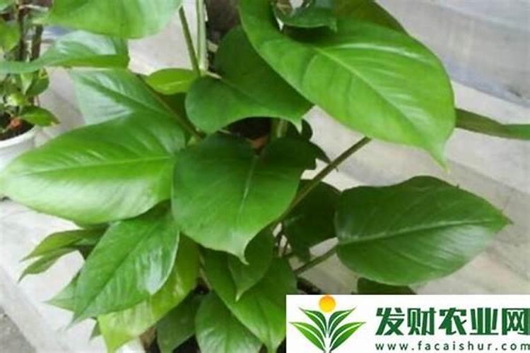 绿萝发黄用什么施肥