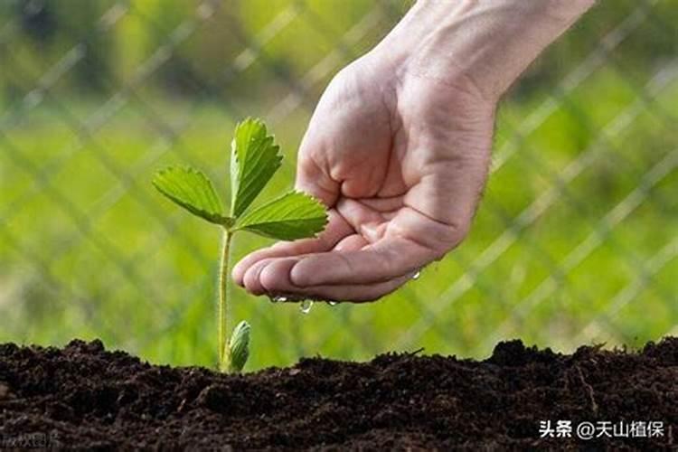 什么肥料生根最快最好