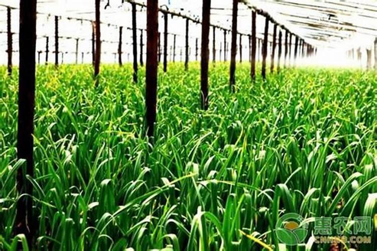 百香果加什么肥料最好