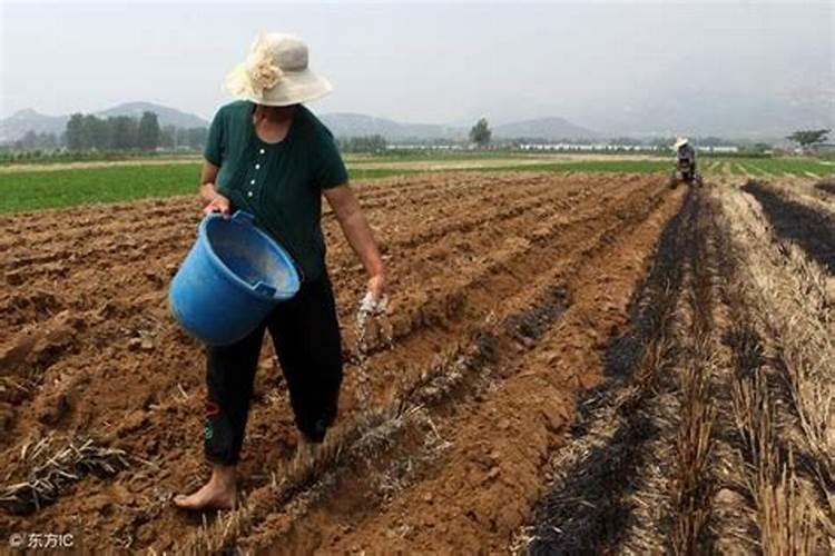 含氯肥料适合哪些作物