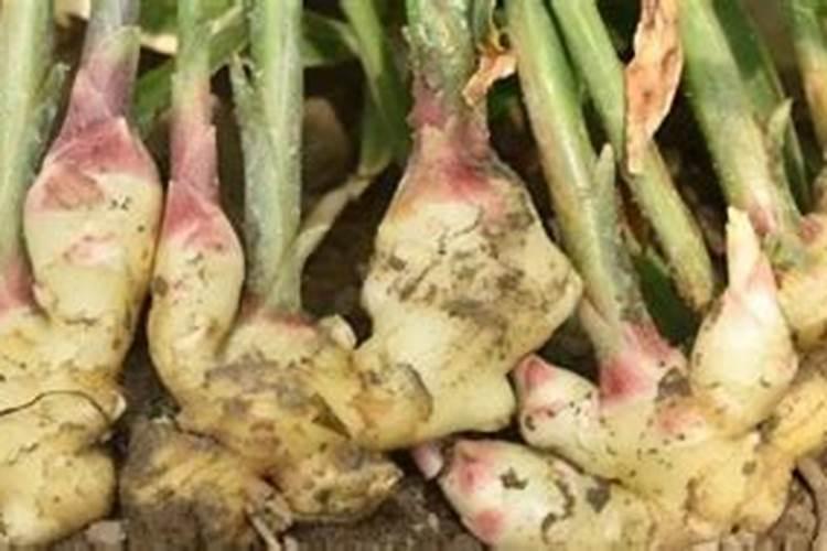 硫酸锌能和平衡水溶肥混用吗