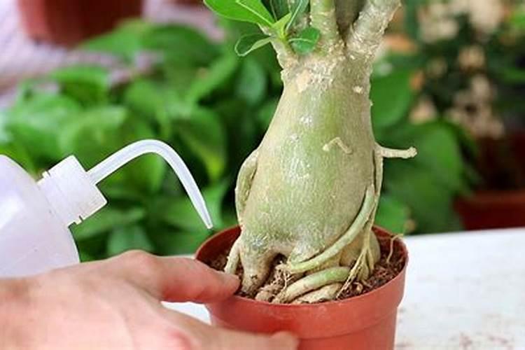 沙漠玫瑰叶子卷曲什么原因