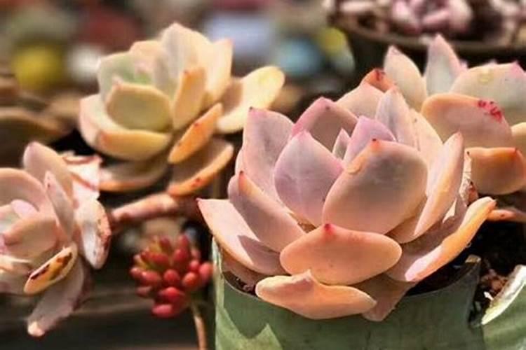 樱桃坐果多久浇一次水