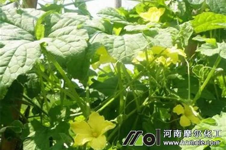 玉米生长慢打什么叶面肥好