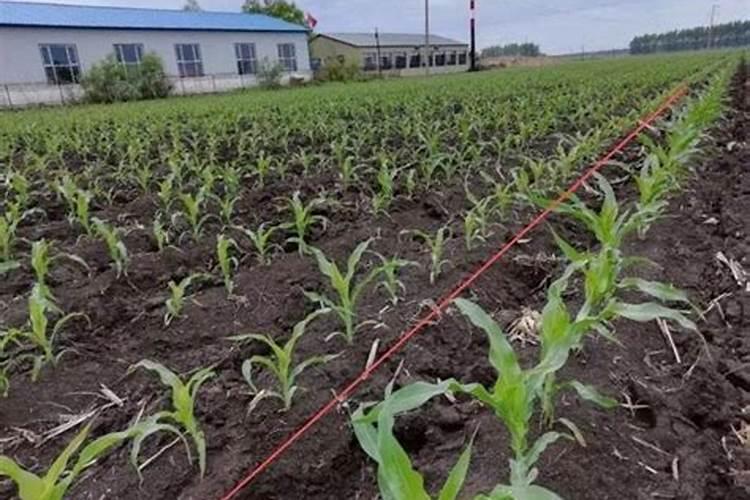 自制酵素发酵肥料的做法