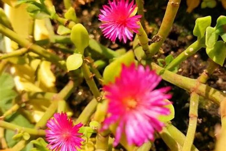 红薯的根部出现腐烂用什么防治？