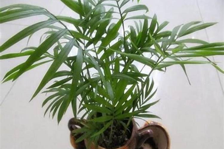 富贵椰子施什么肥好