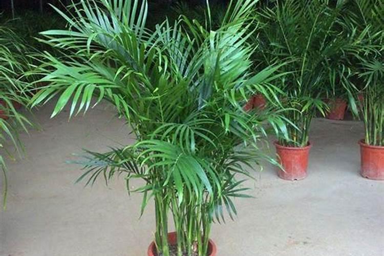 富贵椰子用什么肥料好