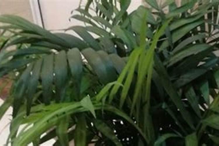 富贵椰子施什么肥好