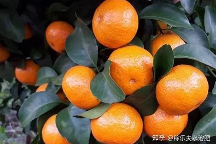 草莓怎么施肥和浇水 草莓施肥和浇水的方法