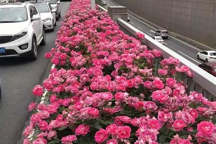 化肥的种类有哪些