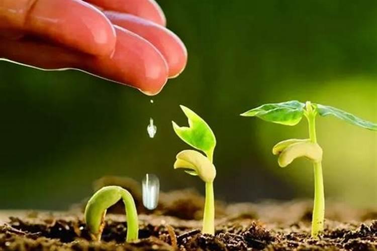 钙肥是什么肥料