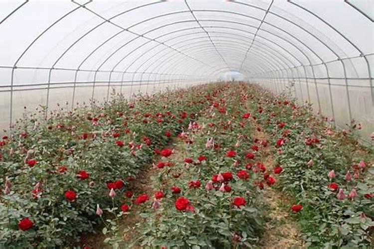 哪种叶面用的钙肥吸收好