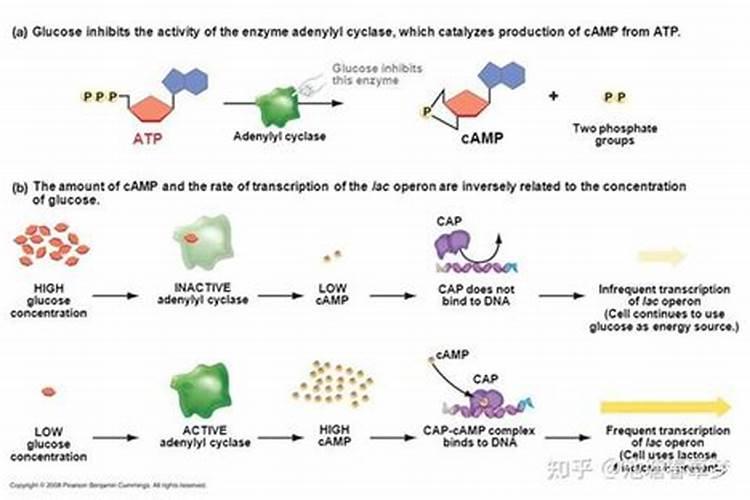 沃柑尿素肥加什么能追红