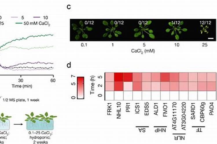 植物需要什么钙