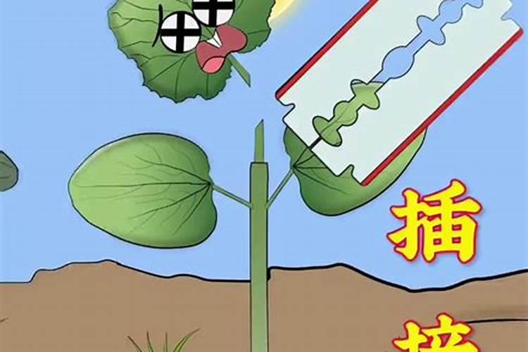 空心菜黄叶用什么肥和药