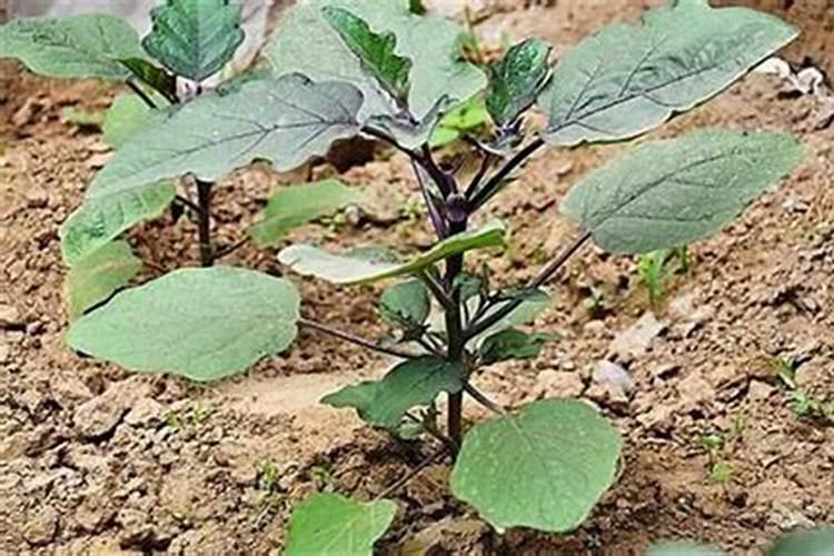 茄子什么时候施肥最好