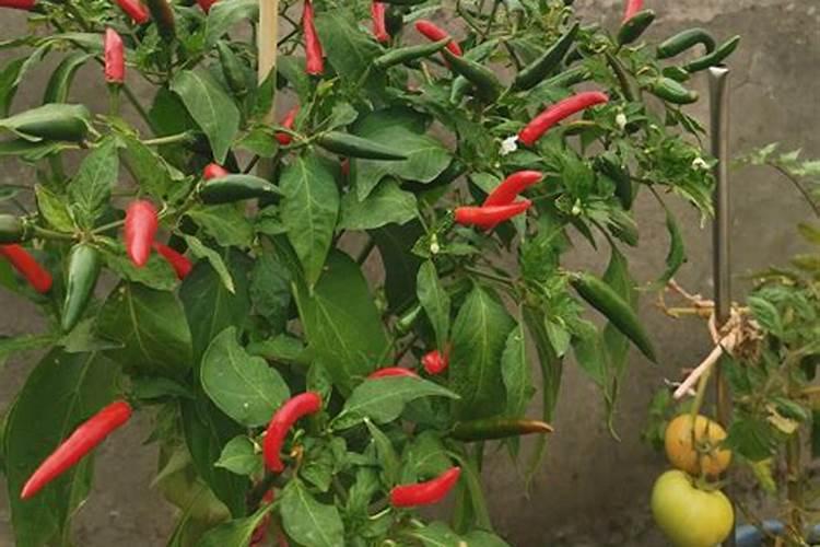 葡萄各个时期怎样施肥