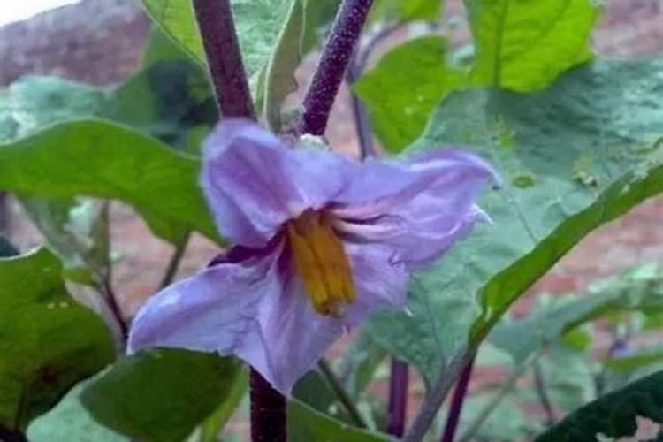 怎样判断花生壳发酵好了