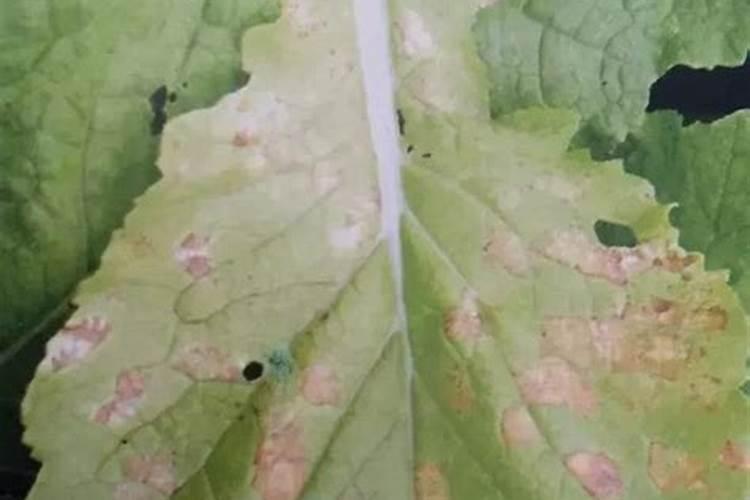 白菜根有白色蛆虫怎么办,是什么原因导致的