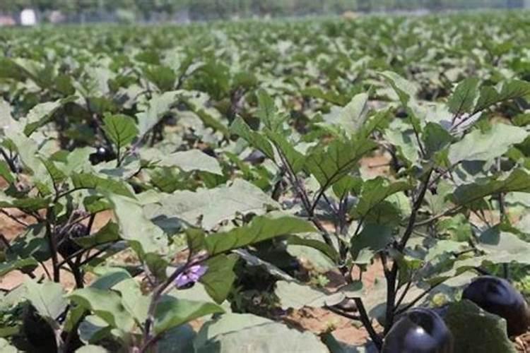 茄子栽培钾肥施用误区后期追施钾肥有什么坏处？