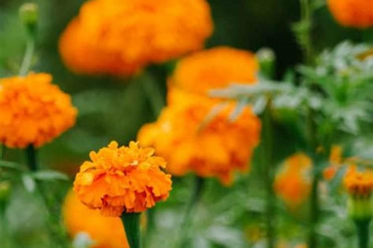 节瓜的育苗技术是怎样的？育苗时要如何做好管理？