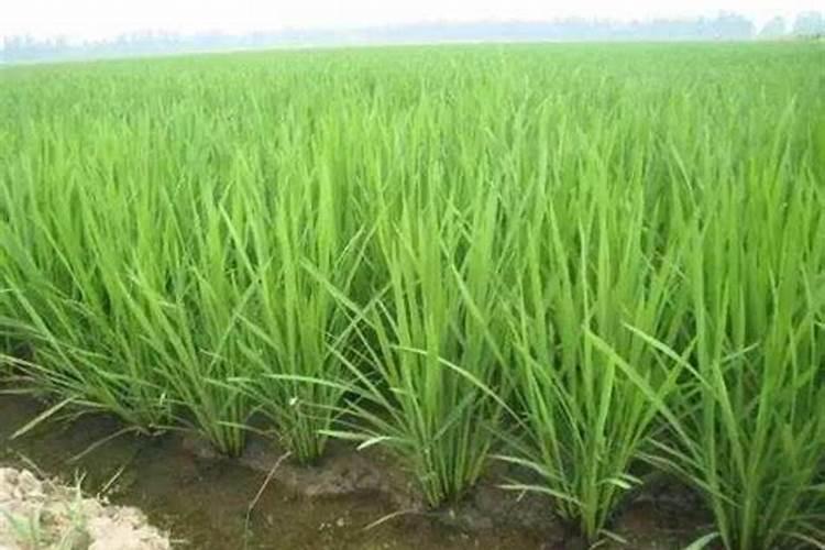 菠萝蜜叶子冻伤枯了怎么办