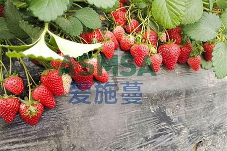 杨梅树施硼肥起什么作用 硼肥的使用方法