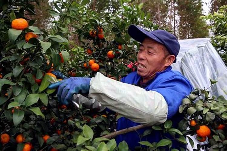 磷肥的施用有哪些好处？