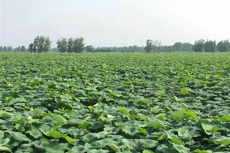 胡萝卜高产栽培技术 胡萝卜怎么管理水肥