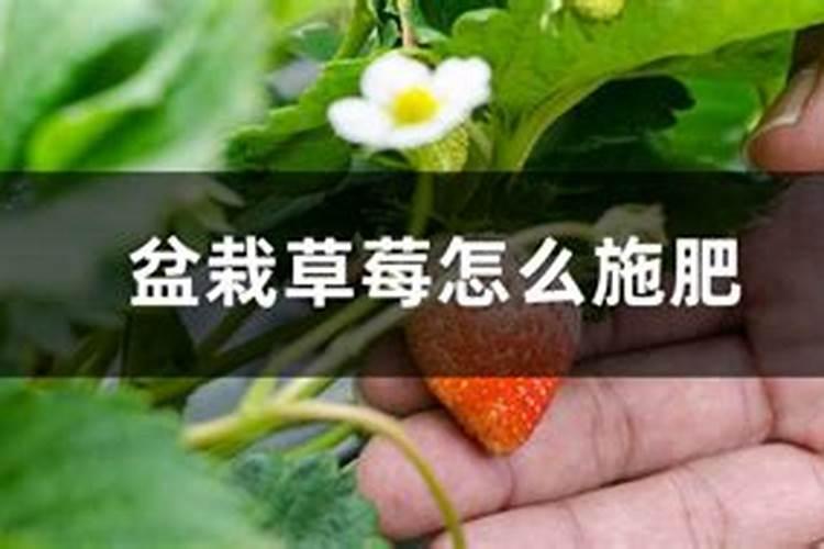 草莓开花前期用什么肥