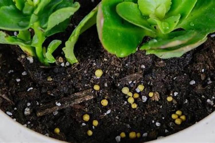 太阳花喜欢什么肥料