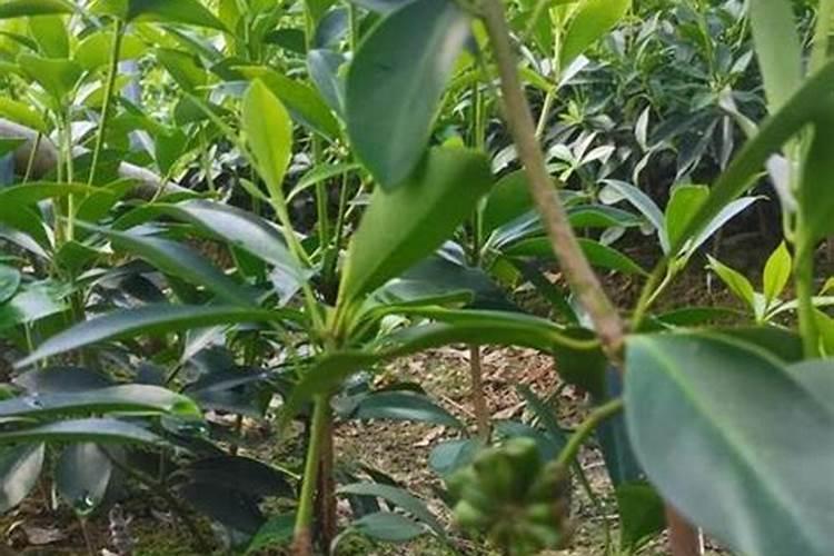 叶面肥花期可以喷施吗