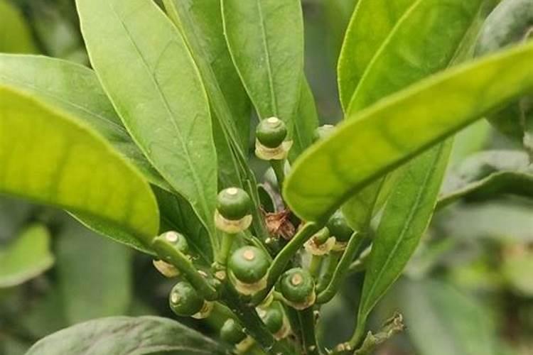 怎样减小八角的落花落果