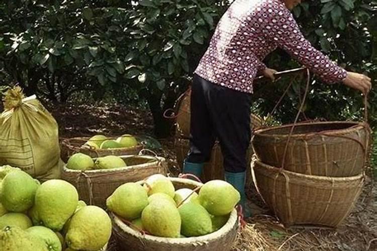 沙田柚在着色期的时候施肥时间是什么时候？还有施什么样的肥料科学？