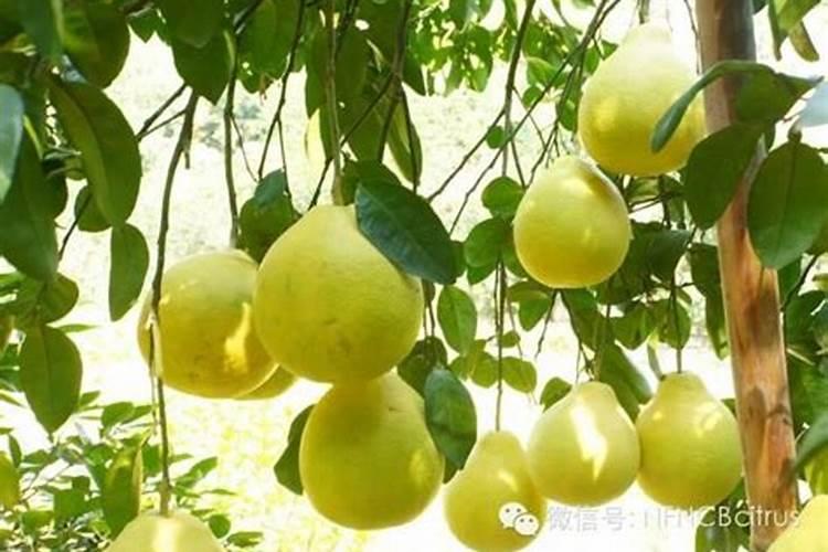 柚子树施什么肥最好柚子树施什么肥