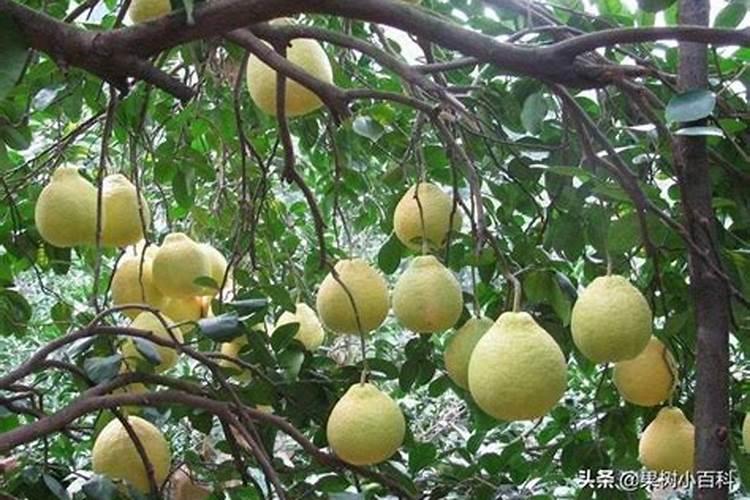 沙田柚在幼果期应该如和施肥？