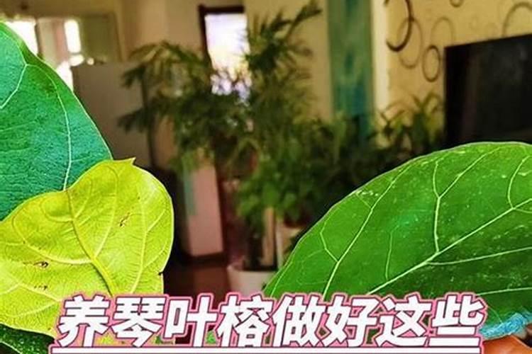 琴叶榕施什么肥最好